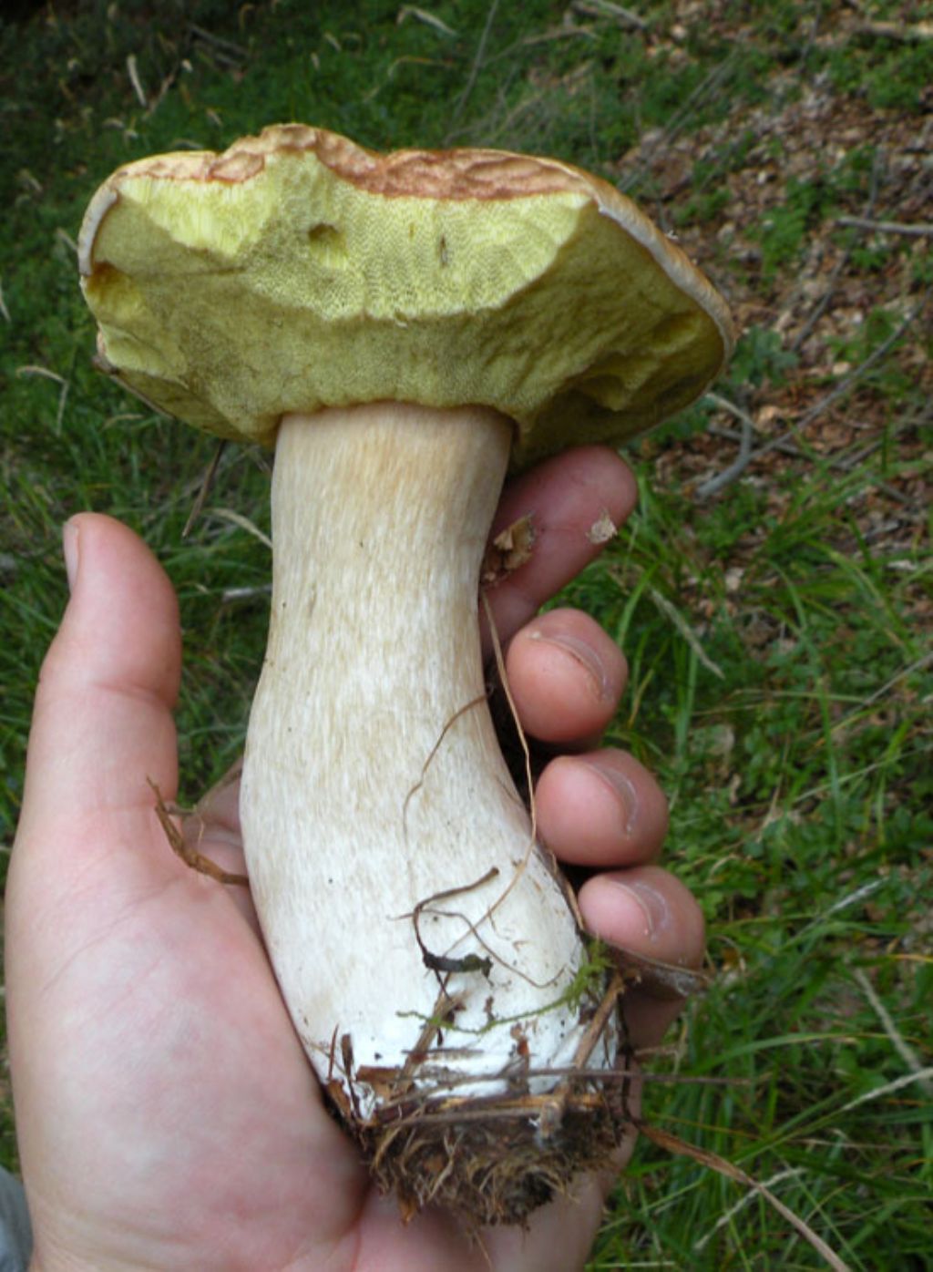 Boletaceae mangiucchiata